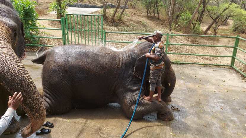 rajiv gandhi zoological park (6)