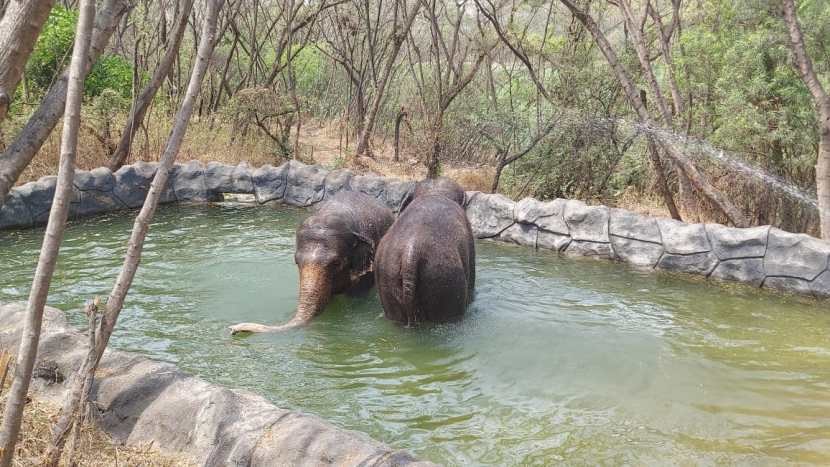 rajiv gandhi zoological park (8)