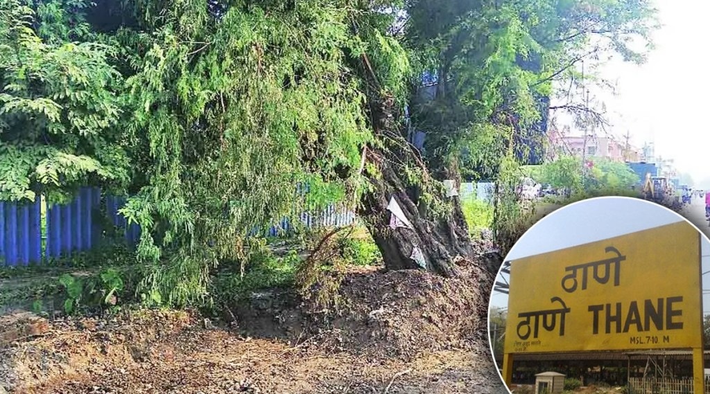 ठाण्यात निरोगी वृक्षांचे प्रमाण ९९ टक्के, वृक्षगणना अहवालातील निरीक्षण