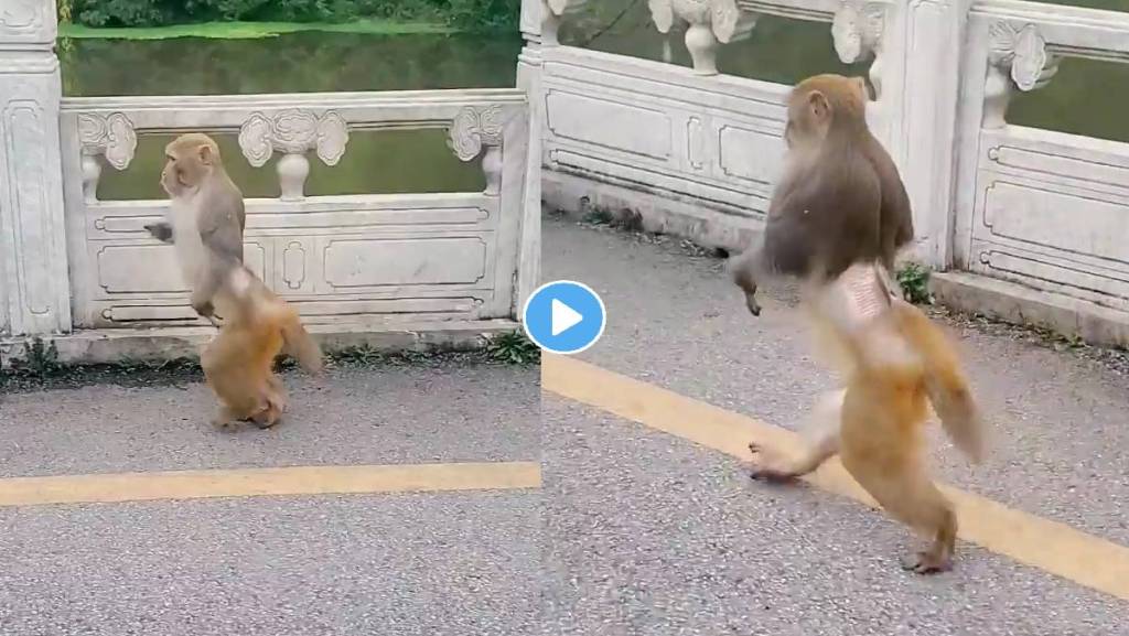 Monkey-Video-Viral