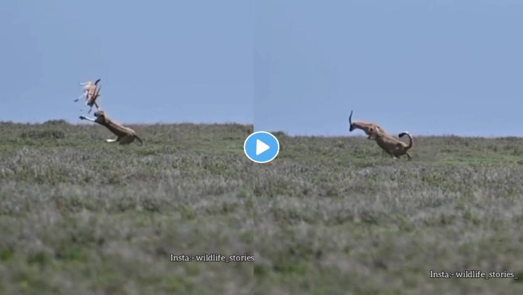 cheetah-and-deer