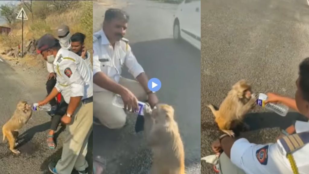 StreetDogsofBombay नावाच्या इन्स्टाग्राम पेजने हा व्हिडीओ शेअर केला आहे. 