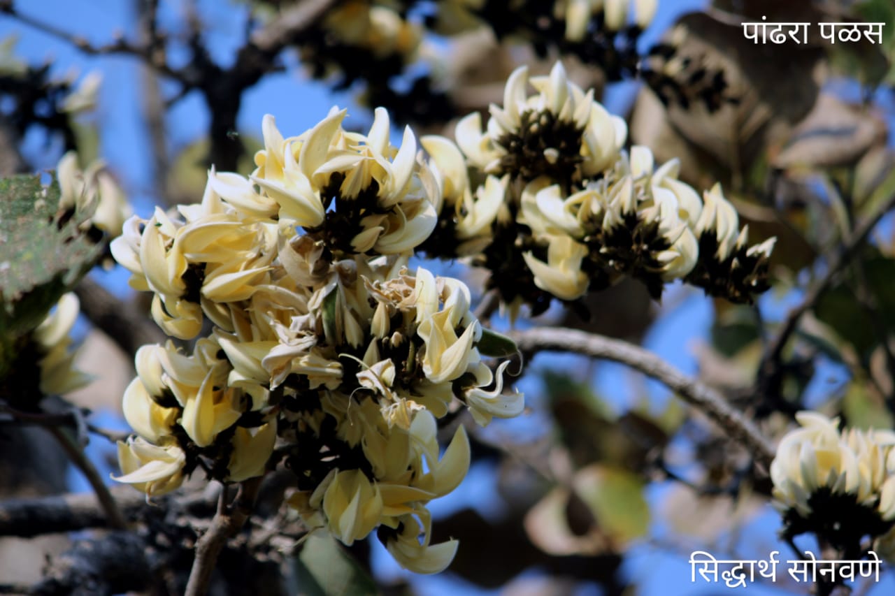 Yellow Sacred Tree