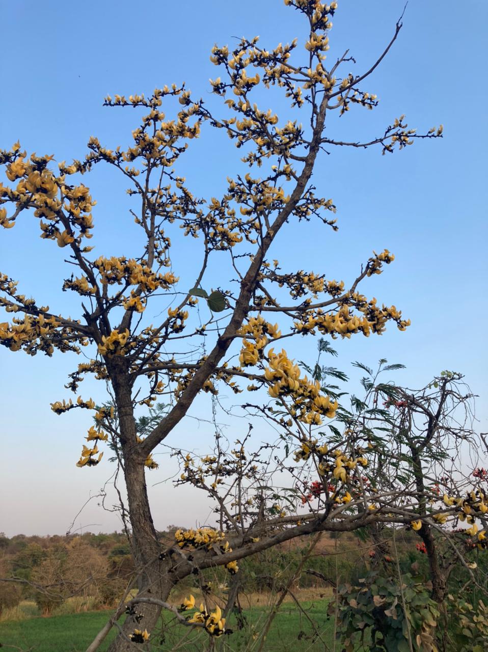 Yellow Sacred Tree