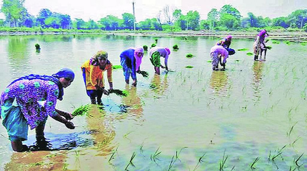 ‘ओळख’ स्त्री शेतकऱ्यांची!