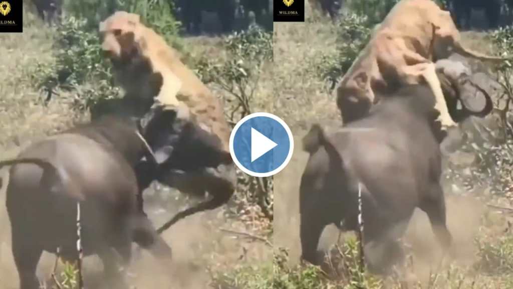 lioness and buffalo viral video,