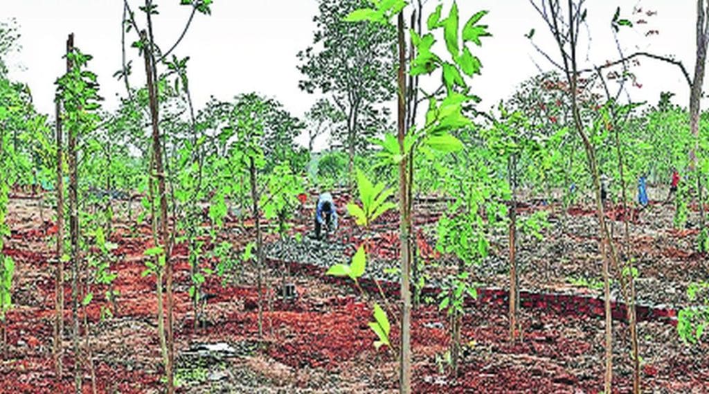 दोन लाख वृक्ष लागवड: महापालिकेचे नियोजन; मोरबे धरण परिसरात एक लाखाचे लक्ष