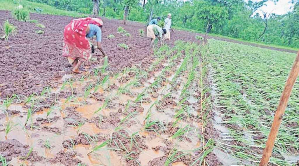 सेंद्रिय पद्धतीने नागलीची शेती