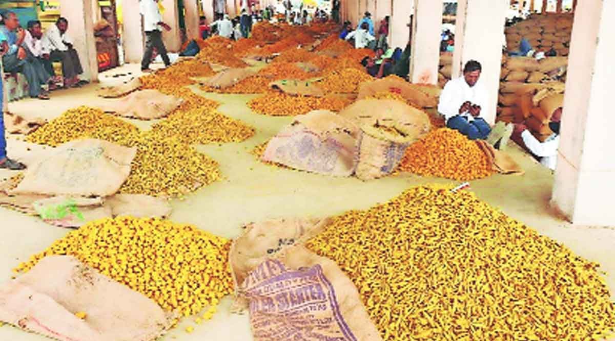 turmeric market in sangli does good business this year