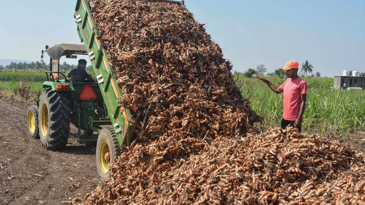 turmeric market in sangli does good business this year