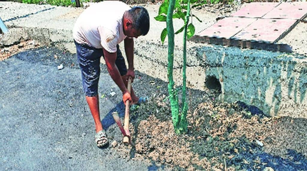 झाडांचे बुंधे डांबरमुक्त