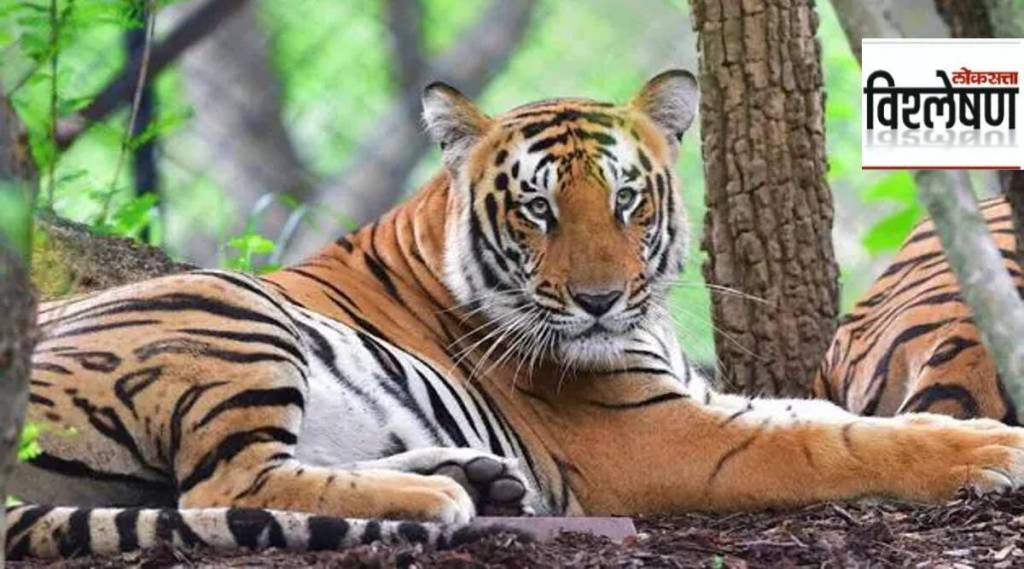 What are the challenges in migrating tigers and leopards