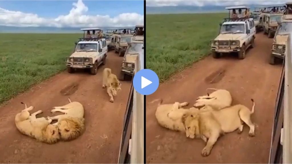 three-lion-lying-on-the-middle-of-the-road