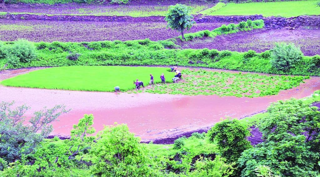 देशात दरवर्षी शेतजमिनीच्या मातीची हेक्टरी १० टन हानी