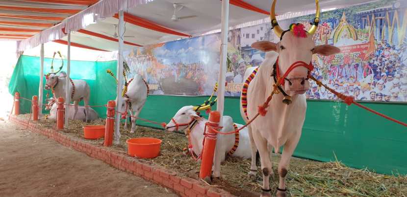 जगतगुरु संत तुकाराम महाराज यांचा पालखी रथ ओढण्याचा मान बैलजोडीला मिळावा म्हणून शेडगे कुटंबिय तब्बल नऊ बैलांचा सांभाळ करत आहेत.