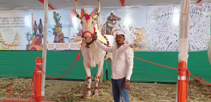 दरम्यान, दीड वर्षांपूर्वी एका बैलाचा मृत्यू झाल्याचे सांगत असताना ज्ञानेश्वर शेडगे यांना अश्रू अनावर झाले.  (सर्व फोटो - कृष्णा पांचाळ/ लोकसत्ता प्रतिनिधी)