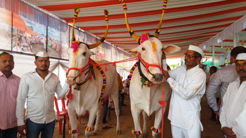 अत्यंत रुबाबदार अशी बैलजोडी असून १७ बैलजोड्यांपैकी हिरा- राजा या जोडीची निवड देहू संस्थानने पालखी सोहळ्यासाठी केली आहे. याशिवाय, सागर टिळेकर यांच्या हिरा-मोतीचा देखील समावेश आहे. 