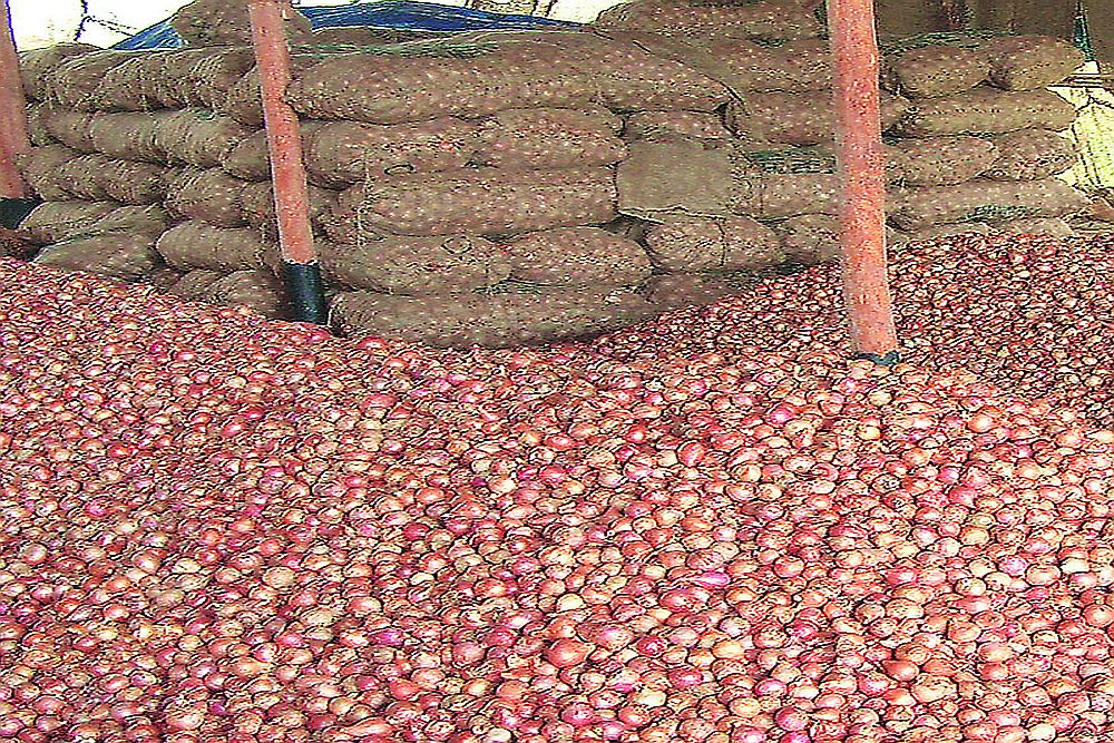 onion price