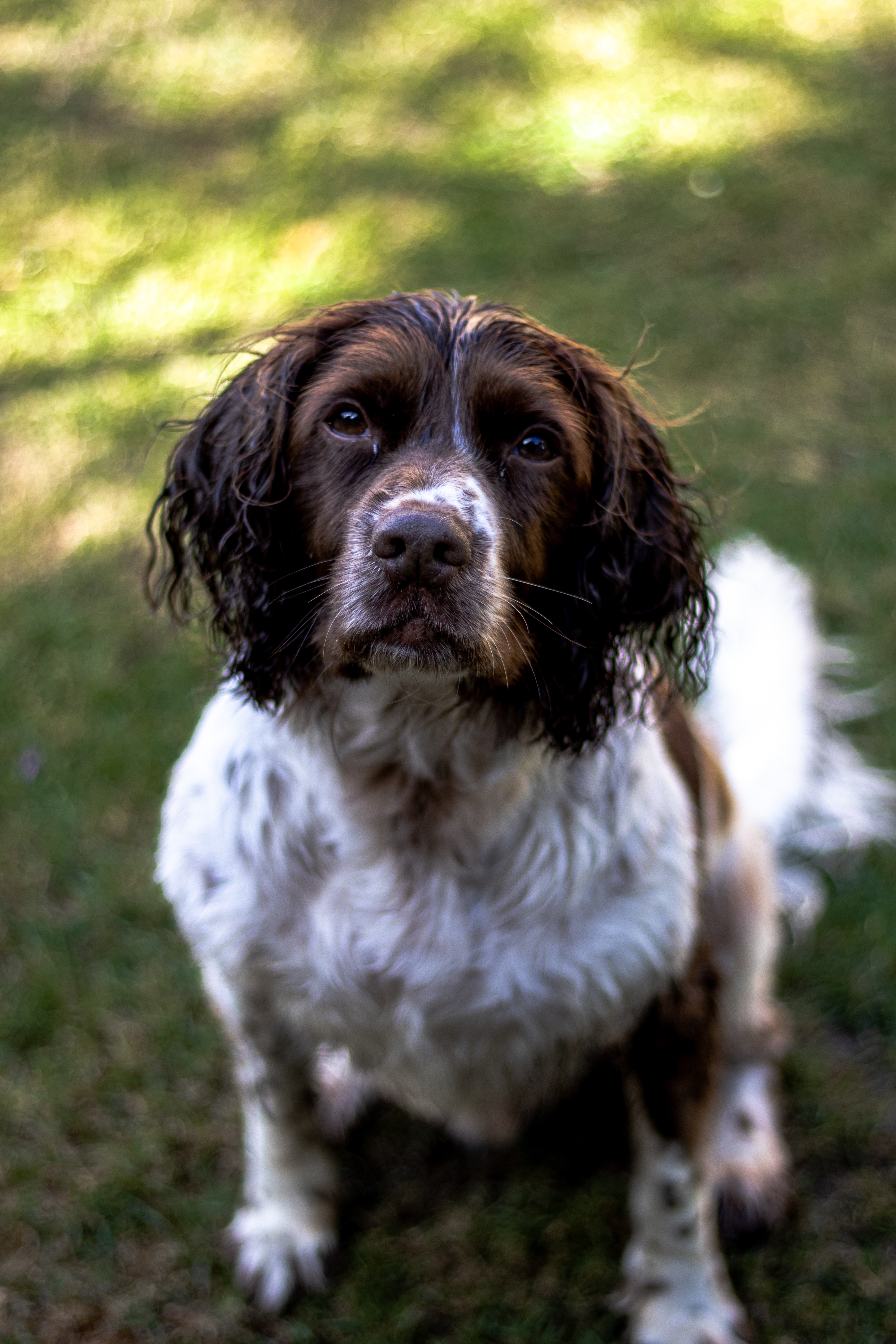 Springer Spaniels : स्प्रिंगर स्पॅनियलबद्दल बोलायचे तर, त्याचे सरासरी आयुर्मान ११.९ वर्षे मानले जाते. हा माणसाचा अतिशय लोकप्रिय मित्र मानला जातो.