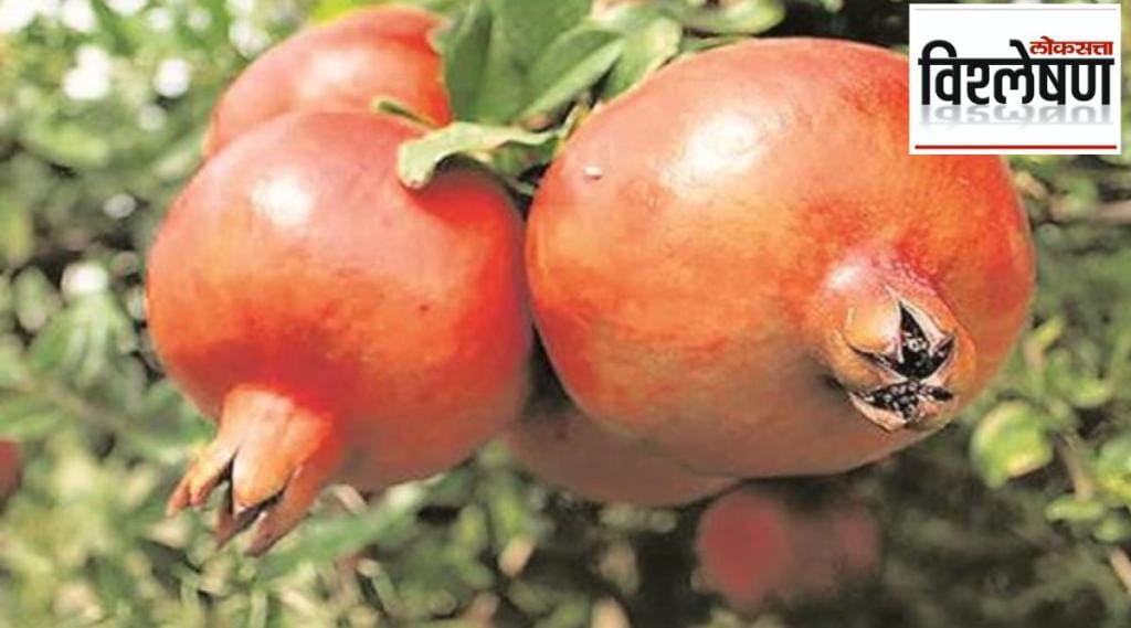 pomegranate crop