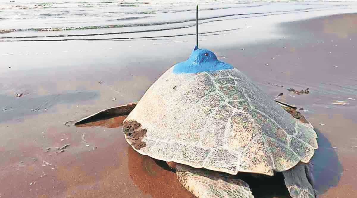 ‘सॅटेलाईट टॅग केलेली कासवे एकाच मार्गावर गुजरात कर्नाटक भ्रमंतीनंतर परतीचा प्रवास Satellite 