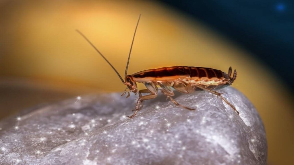 Is there a lot of cockroaches in the house? Follow these 5 tips