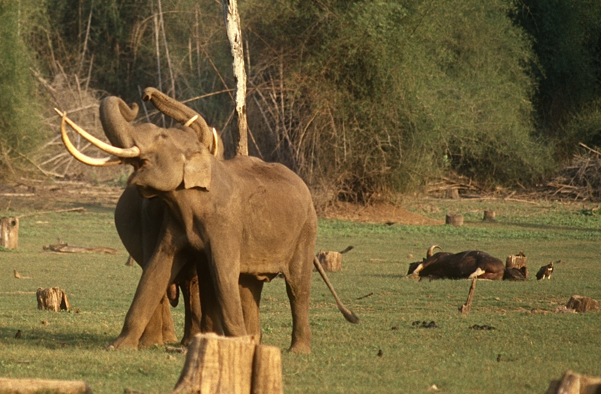 Bhogeshwara the elephant with the longest tusks died his connection with sandalwood smuggler veerappan