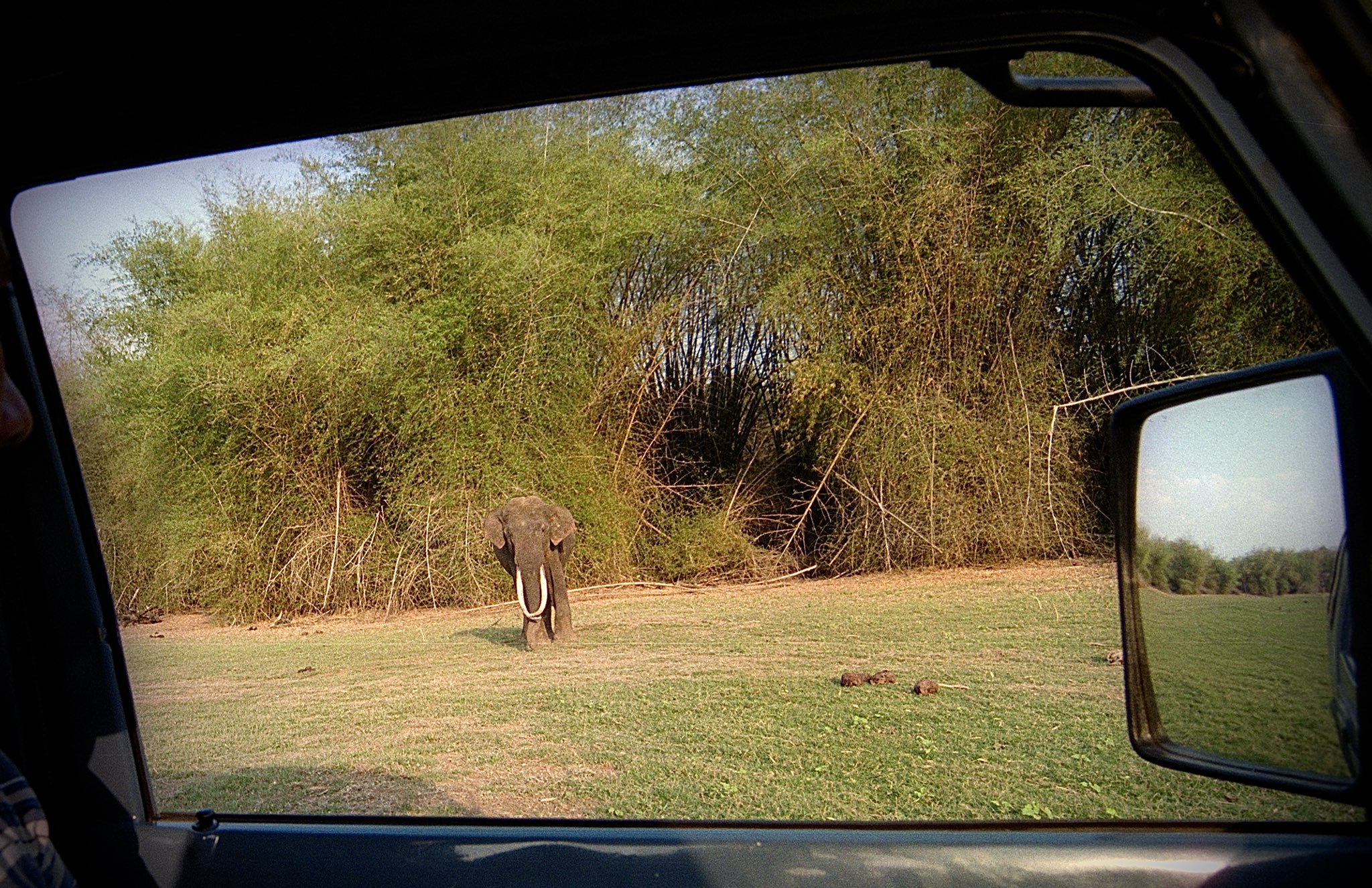 Bhogeshwara the elephant with the longest tusks died his connection with sandalwood smuggler veerappan