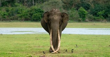 Bhogeshwara the elephant with the longest tusks died his connection with sandalwood smuggler veerappan