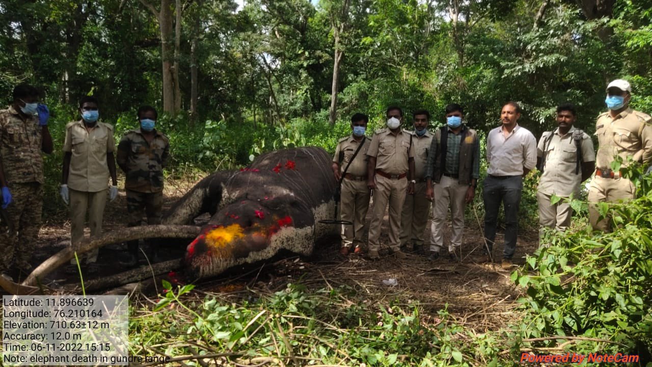 Bhogeshwara the elephant with the longest tusks died his connection with sandalwood smuggler veerappan