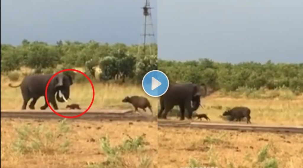 Buffalo and Elephant Video