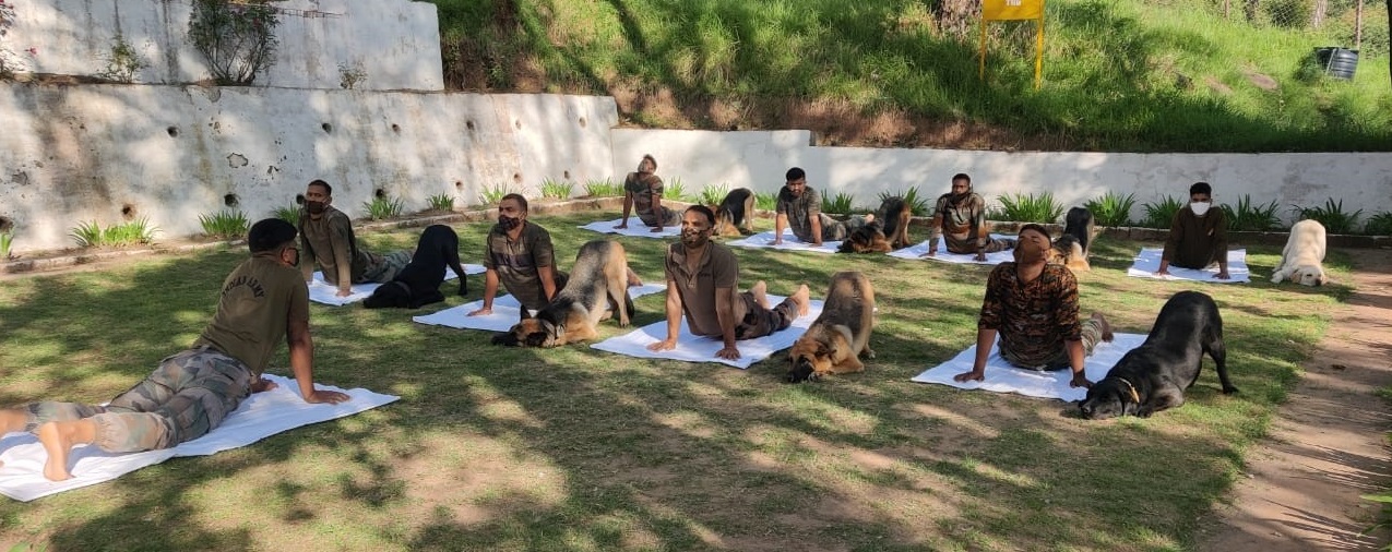 International Yoga Day 2022 celebration photos