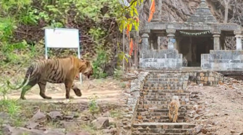 PHOTOS: रामदेगी मंदिराला भेट देणारा नागपूरचा ‘मटका’ वाघ