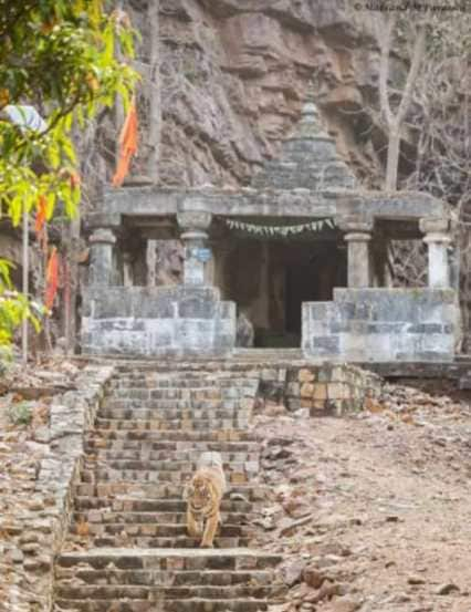 कधी तो रामदेगी मंदिराच्या पायऱ्या चढताना, तर कधी मंदिरातून दर्शन घेऊन उतरताना दिसतो. (फोटो सौजन्य - मकरंद परदेशी)