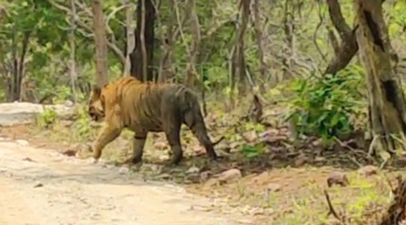 रामदेगी परिसरात फिरणारा 