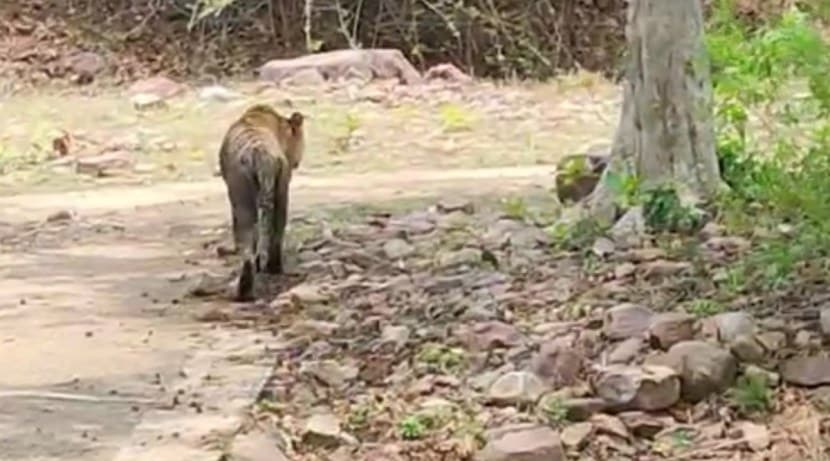 आठवड्यातून एकदा तरी तो मंदिरात येतोच.