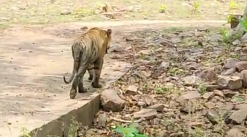 पण आजतागायत त्याने कधी कुणाला दुखापत केली नाही आणि म्हणूनच तो पर्यटकांचा देखील लाडका झाला आहे.