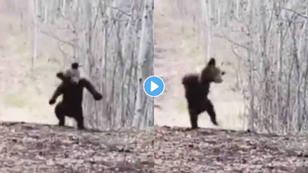 Baby-Bear-Dance-Viral