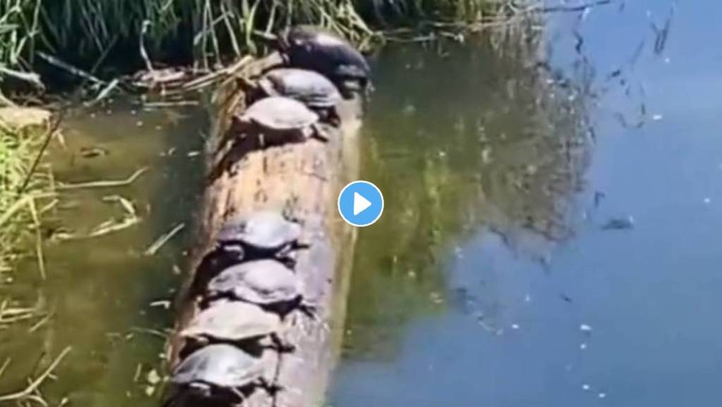 Turtles-Viral-Video