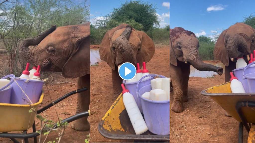 Baby-Elephant-video-viral