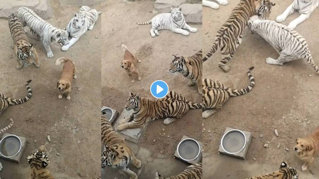 Tigers-Dog-Viral-Video