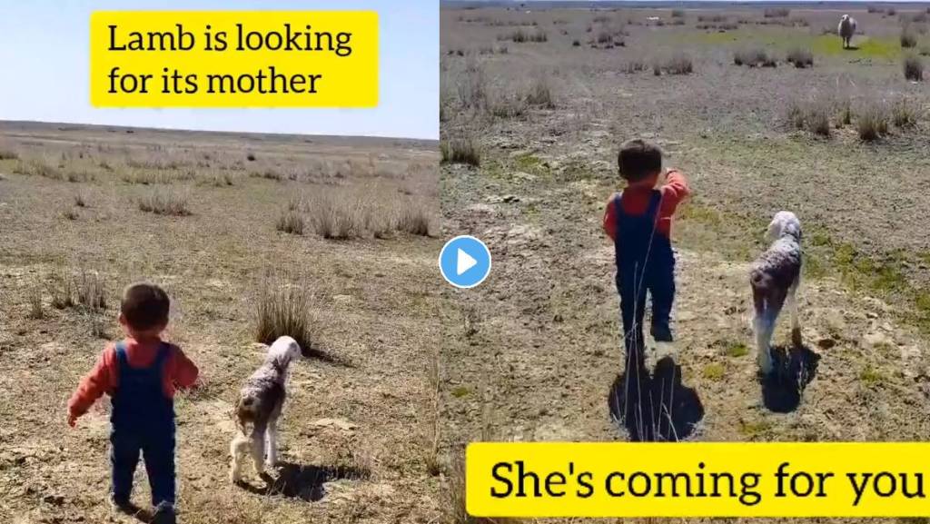 kid-and-lamb-video-viral