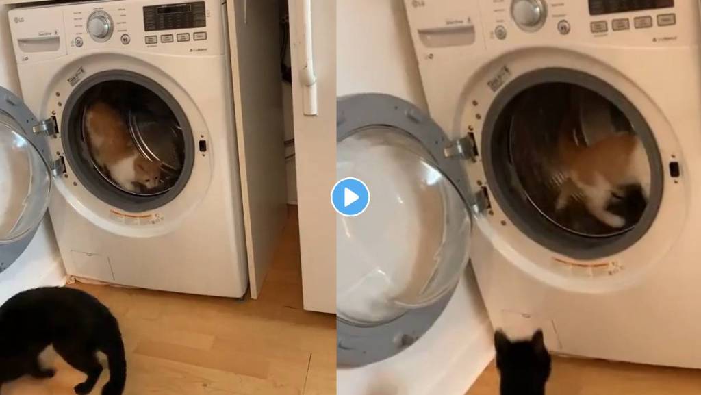 Cat-In-Washing-Machine