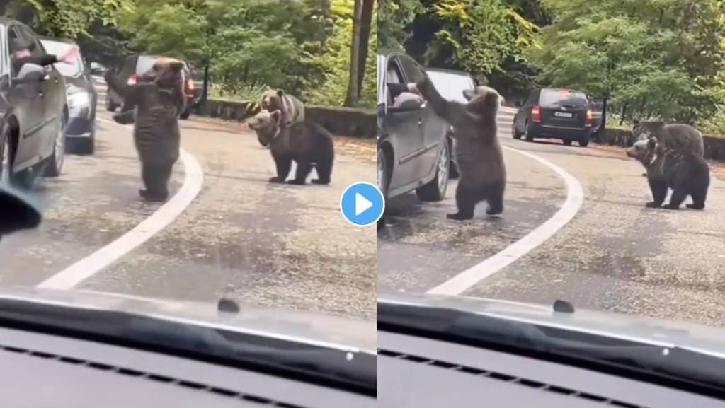 Bear-Viral-Video