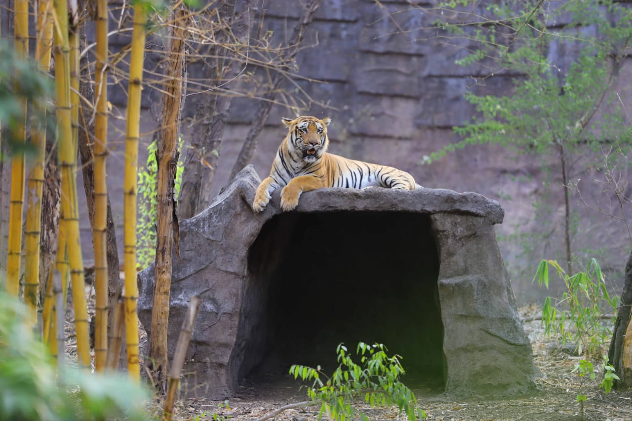 Rajiv Gandhi Zoological Park Pune