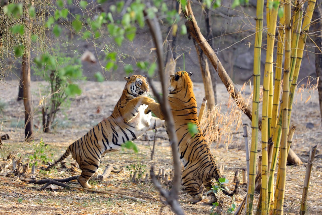 Rajiv Gandhi Zoological Park Pune