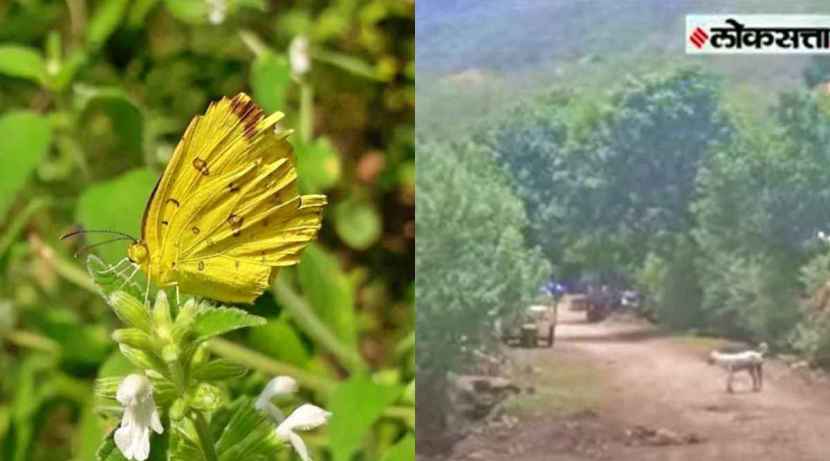 साताऱ्याजवळ महादरेच्या वनक्षेत्राला मुंबईत झालेल्या राज्य वन्यजीव मंडळाच्या बैठकीत 'फुलपाखरू संवर्धन राखीव' म्हणून मान्यता मिळाली.