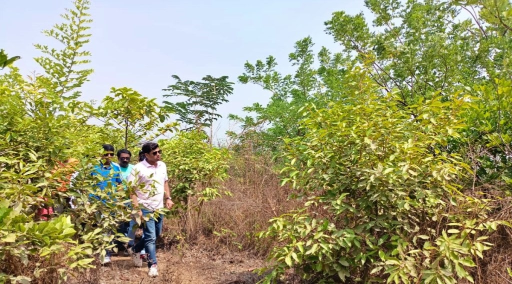 Thane Forest tree