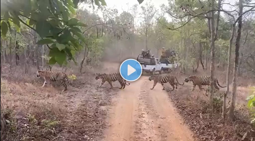 Tiger Herd Seen in Forest