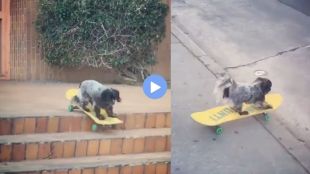 dog skating